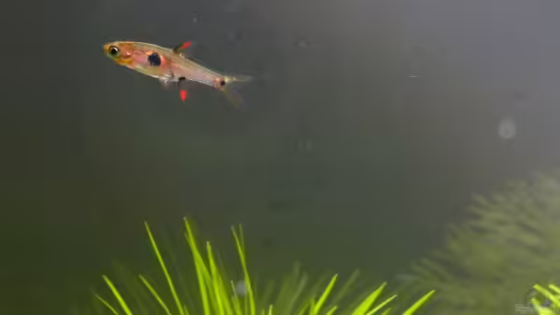 Einrichtungsbeispiele für Boraras micros (Microrasbora)