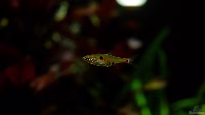 Einrichtungsbeispiele für Boraras naevus (Petch Noi Zwergbärbling)