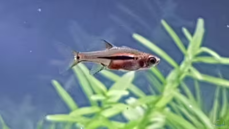 Einrichtungsbeispiele für Boraras urophthalmoides (Schwanzfleckbärbling)