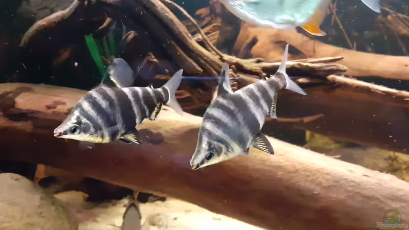 Abramites hypselonotus im Aquarium halten (Einrichtungsbeispiele für Brachsensalmler)