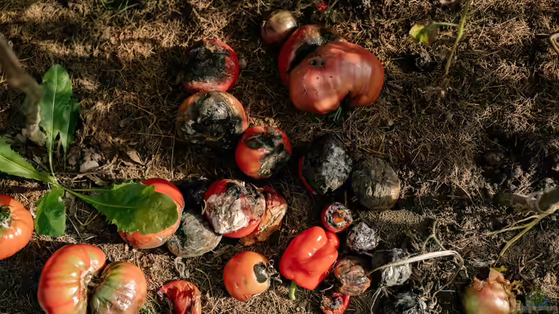 Braunfäule bei Tomaten: Das kannst du dagegen machen