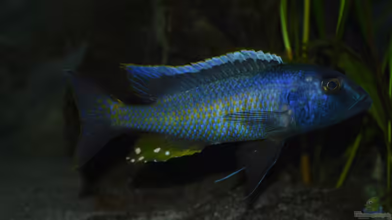Aquarien mit Buccochromis spectabilis