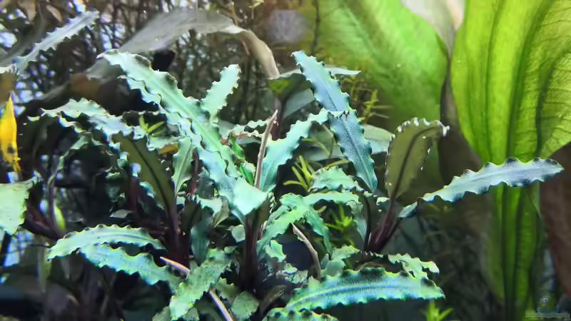 Bucephalandra Biblis im Aquarium pflegen (Einrichtungsbeispiele für Bucephalandra Biblis)