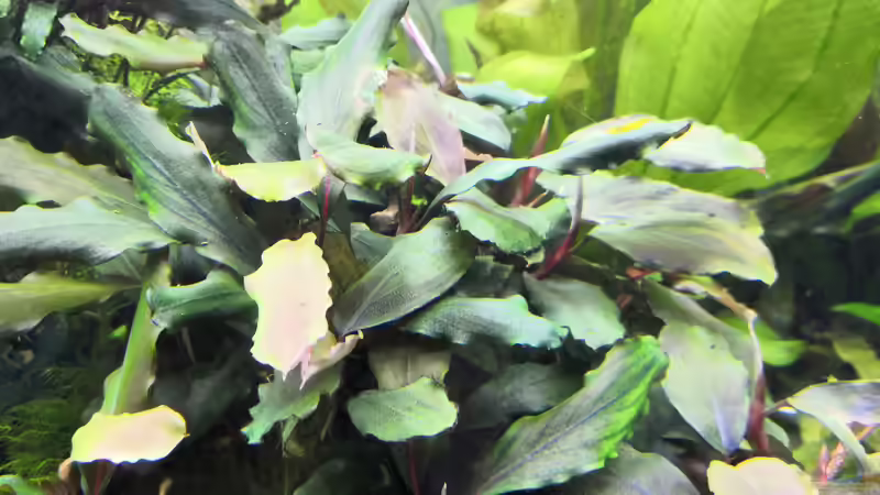 Bucephalandra Big Blue im Aquarium pflegen (Einrichtungsbeispiele für Bucephalandra Big Blue)