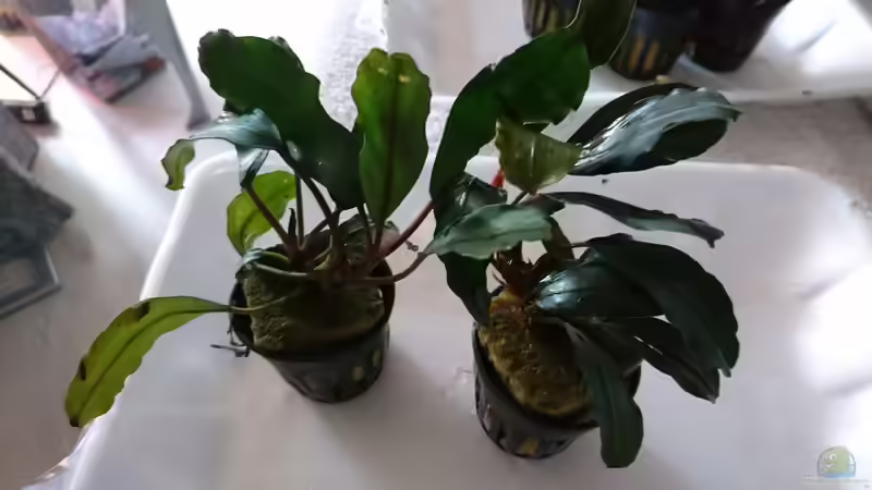 Bucephalandra sp. Green Broad Leaf im Aquarium pflegen (Einrichtungsbeispiele für Bucephalandra sp. Green Broad Leaf)