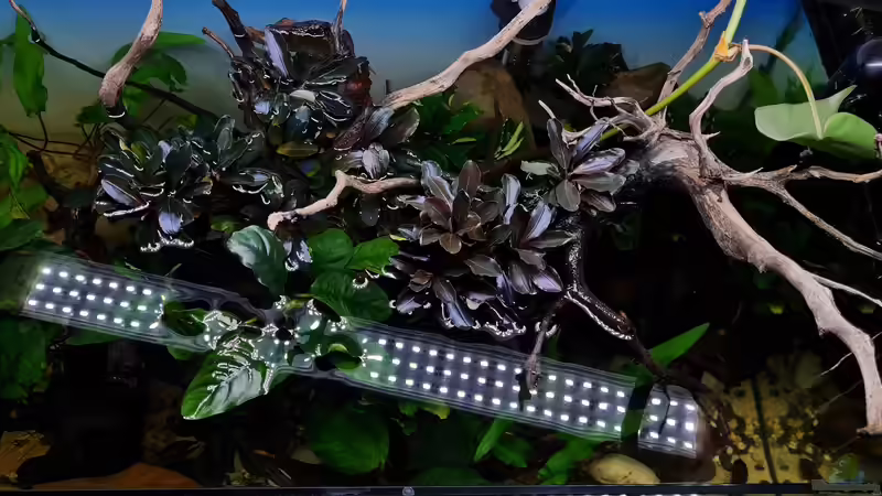 Bucephalandra Pygmeus im Aquarium pflegen (Einrichtungsbeispiele für Bucephalandra Pygmeus)