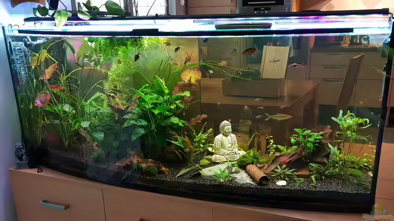 Buddhas Wasserwelt in Heiligen(eich) Buddhas Wasserwelt in Heiligen(eich)