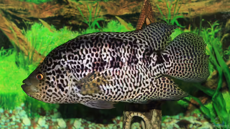 Buntbarsche aus Mittelamerika: Das ist die Bullenklasse