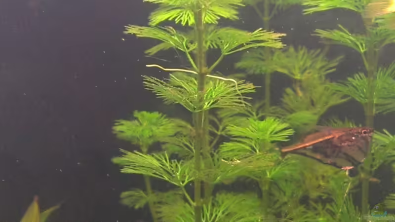 Cabomba aquatica im Aquarium (Einrichtungsbeispiele mit Feinblättrige Riesenhaarnixe)