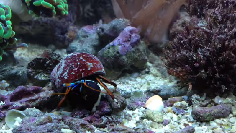 Aquarien mit Calcinus laevimanus (Großscheren-Einsiedlerkrebs)