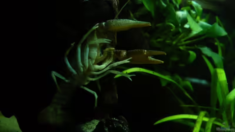 Aquarien mit Cambarellus montezumae (Montezuma Zwergflusskrebs)