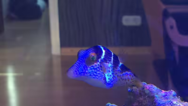 Aquarien mit Canthigaster valentini (Sattel-Spitzkopfkugelfisch)