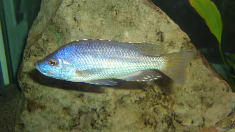 Aquarien mit Caprichromis orthognathus