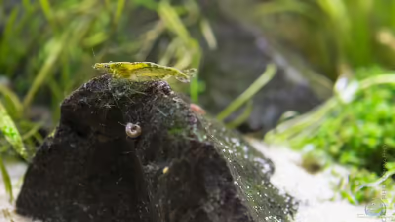 Aquarien mit Caridina cf. babaulti (Grüne Zwerggarnele)