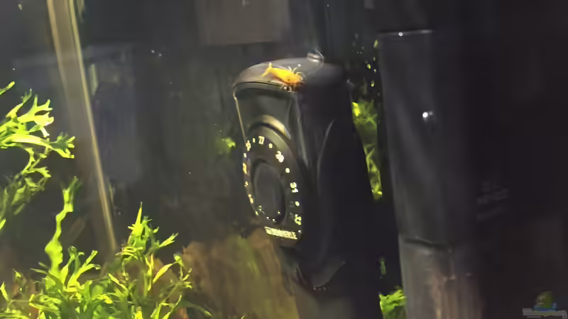 Caridina propinqua im Aquarium pflegen (Einrichtungsbeispiele mit Mandarinengarnelen)