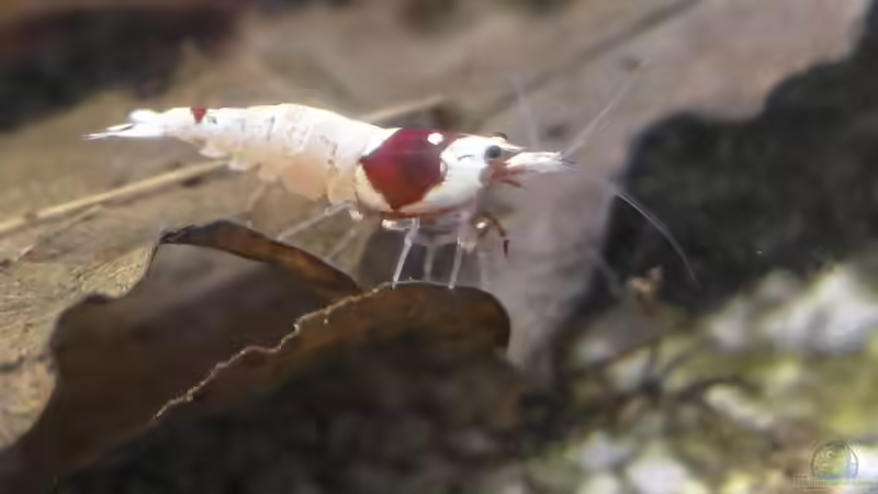 Caridina-Zwerggarnelen richtig füttern