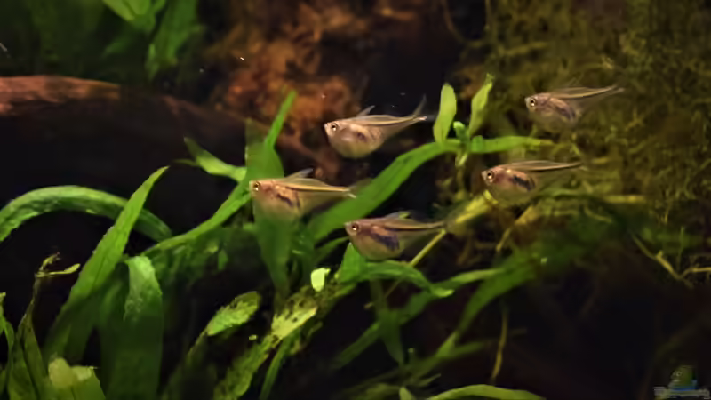 Carnegiella myersi im Aquarium halten (Einrichtungsbeispiele für Glasbeilbauchfisch)