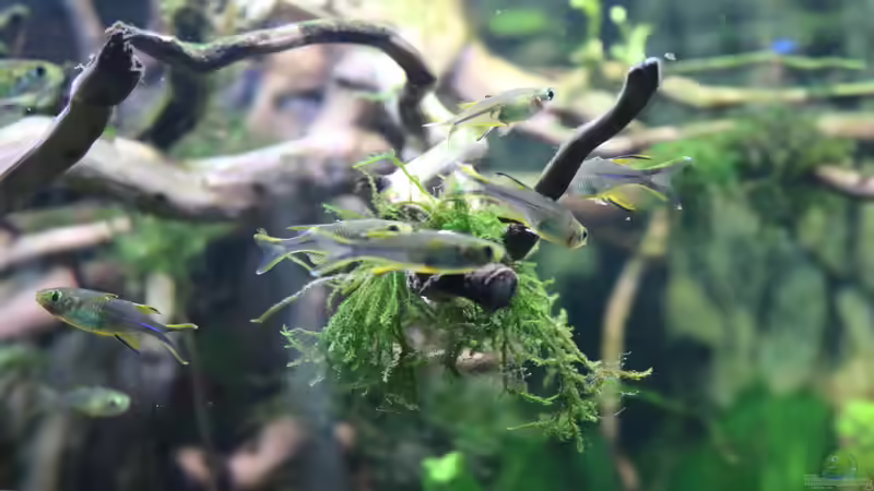 Aquarien mit Marosatherina ladigesi (Celebes-Sonnenstrahlfisch)