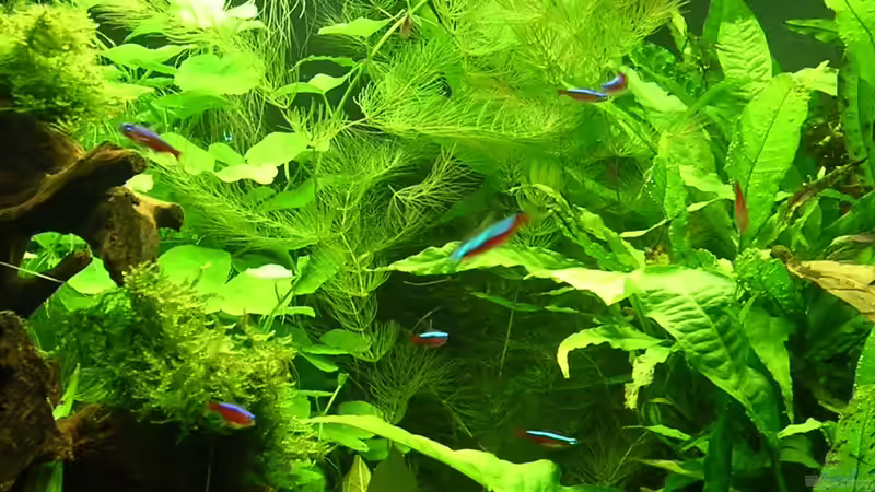Ceratophyllum submersum im Aquarium (Einrichtungsbeispiele mit Zartes Hornblatt)