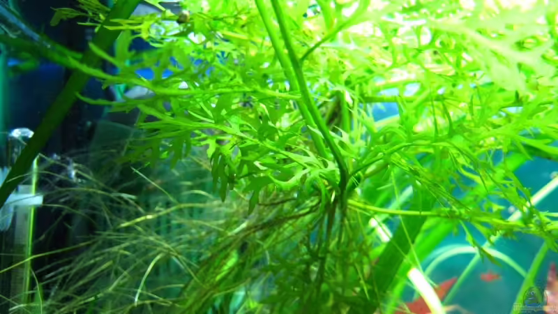 Ceratopteris thalictroides im Aquarium pflegen (Einrichtungsbeispiele für Feinblättriger Hornfarn)