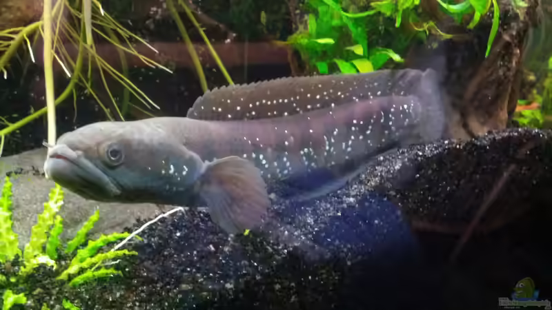 Einrichtungsbeispiele für die Haltung von Channa asiatica (Asiatischer Schlangenkopffisch) im Aquarium