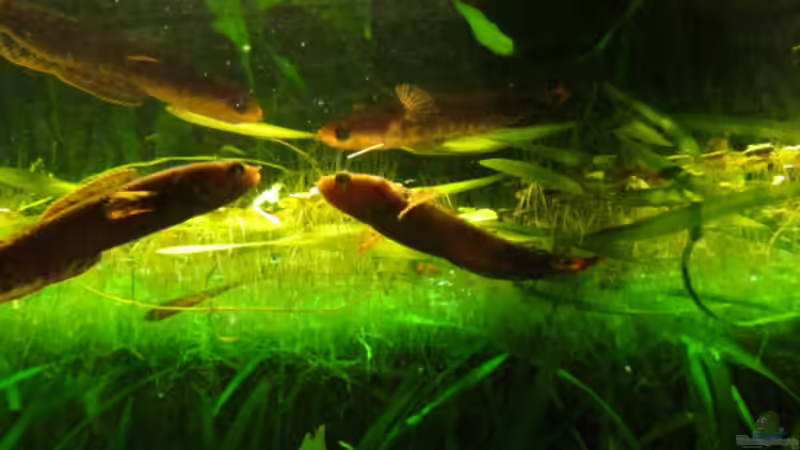 Channa bleheri im Aquarium halten (Einrichtungsbeispiele für Regenbogen-Schlangenkopf)