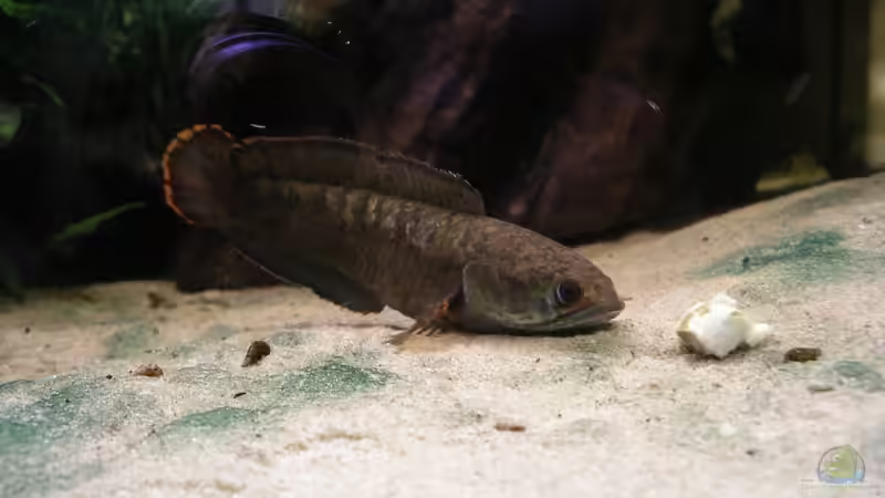 Aquarien mit Channa Gachua (Zwerg-Schlangenkopf)