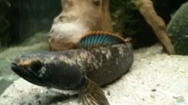 Aquarien mit Schlangenkopffischen (Channa, Parachanna)