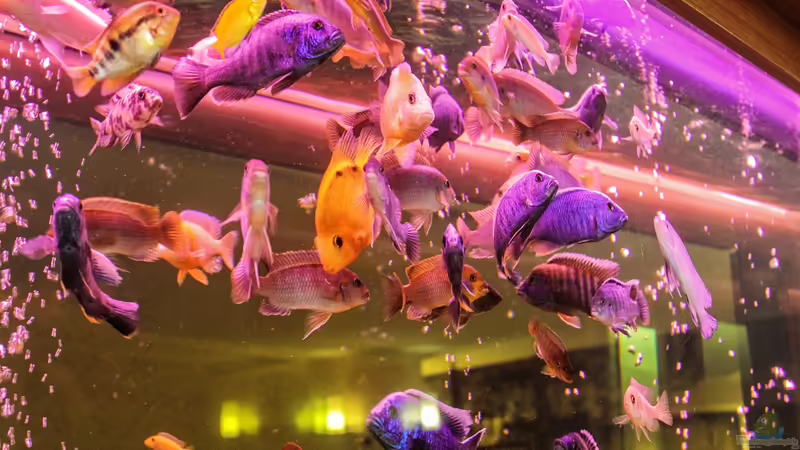 Checkliste: Zierfische richtig Vergesellschaften