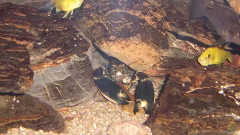 Aquarien mit Cherax-Arten (Austral-Pazifische Flusskrebse)