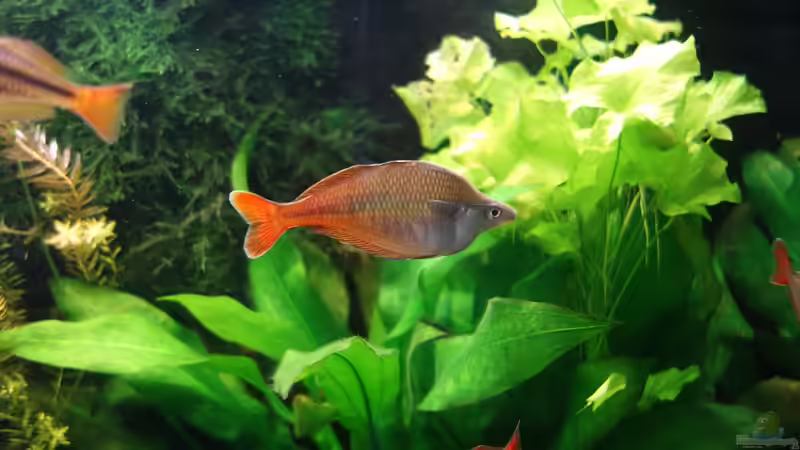 Aquarien mit Chilatherina bleheri (Blehers Regenbogenfisch)