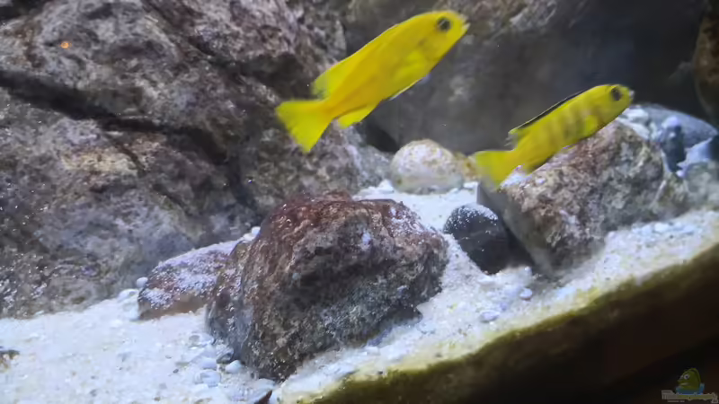 Aquarien mit Chindongo-Arten