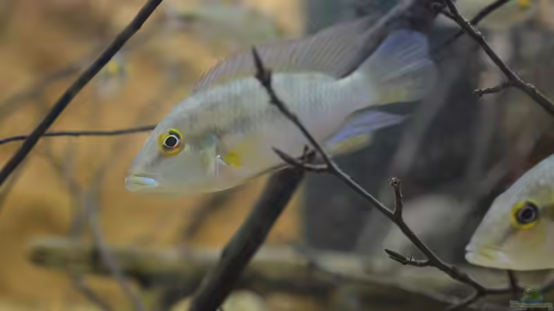 Aquarien mit Chromidotilapia guntheri (Günthers Prachtbarsch)