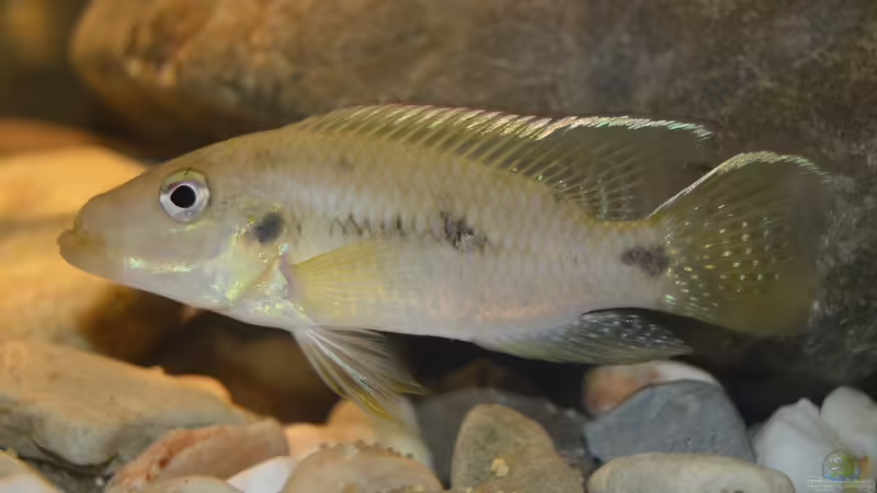 Chromidotilapia kingsleyae im Aquarium halten (Einrichtungsbeispiele mit Chromidotilapia kingsleyae)