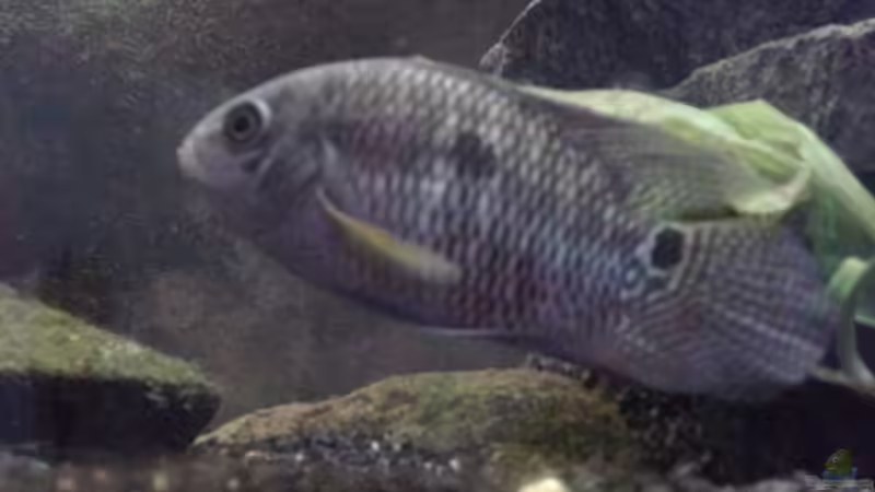 Cichlasoma portalegrense im Aquarium halten (Einrichtungsbeispiele für Cichlasoma portalegrense)