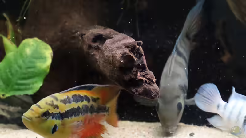 Amatitlania sp. Honduras red point im Aquarium halten (Einrichtungsbeispiele für Amatitlania sp. Honduras red point)