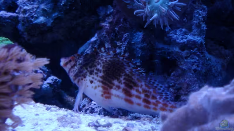 Aquarien mit Cirrhitichthys falco (Falks Korallenwächter)