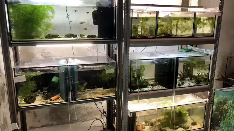 Citizen Conservation ??? Arterhaltung in der Aquaristik