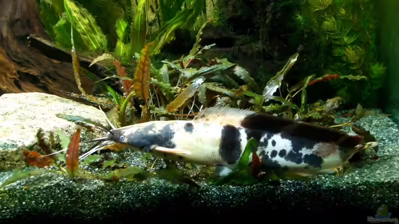 Clarias batrachus im Aquarium halten (Einrichtungsbeispiele für Froschwelse)