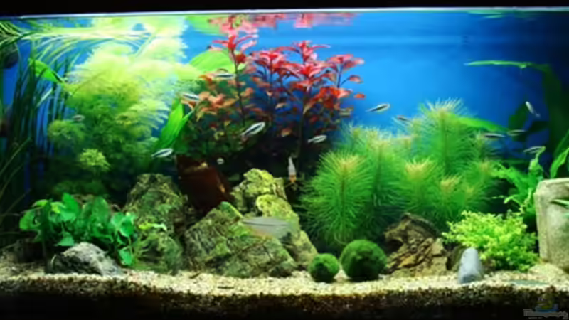 Classic Colour Mix (aufgelöst) Classic Colour Mix (aufgelöst)