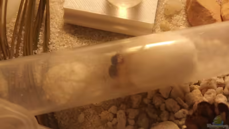 Claustrale Gründung: Wie Ameisenköniginnen Kolonien ins Leben rufen