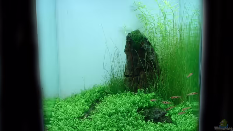 Cocoon 3 `In Green We Trust` Cocoon 3 `In Green We Trust`