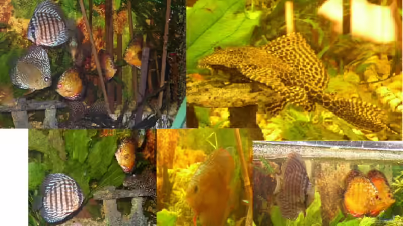 Collektion Collektion