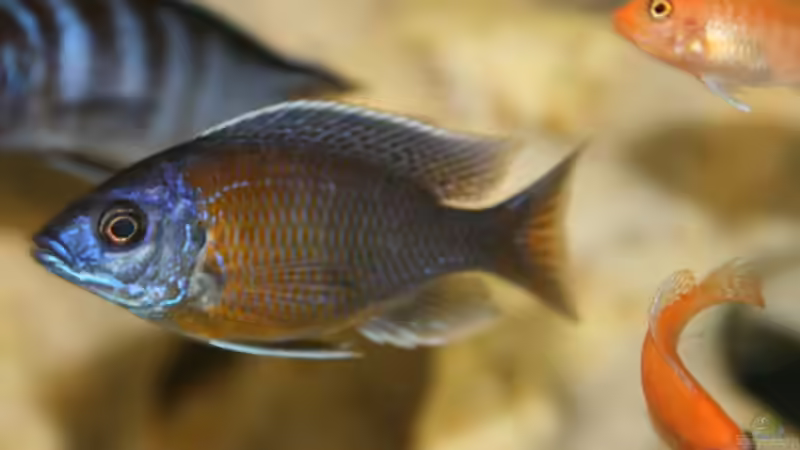 Einrichtungsbeispiele für Aquarien mit Copadichromis