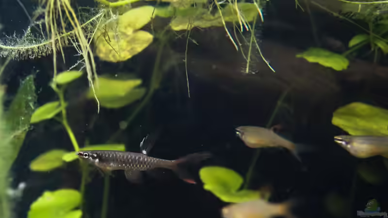 Copella arnoldi im Aquarium halten (Einrichtungsbeispiele für Spritzsalmler)
