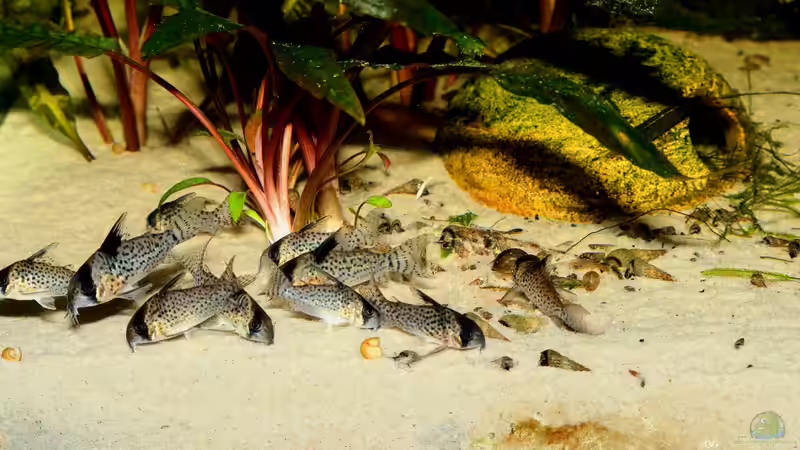 Corydoras kanei im Aquarium halten (Einrichtungsbeispiele für den Rio-Negro-Panzerwels)
