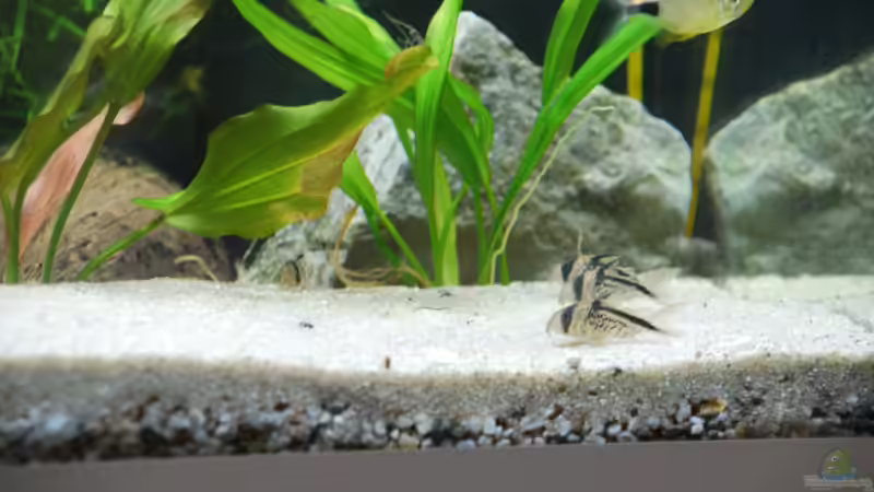 Aquarien mit Corydoras loxozonus (Deckers Panzerwels)