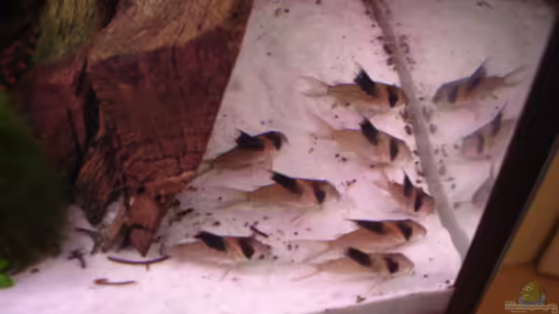 Corydoras melanistius im Aquarium halten (Einrichtungsbeispiele mit Schwarzsegel Panzerwels)