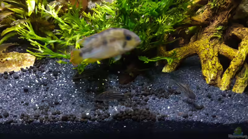 Corydoras nanus im Aquarium halten (Einrichtungsbeispiele für Nanus Panzerwels)