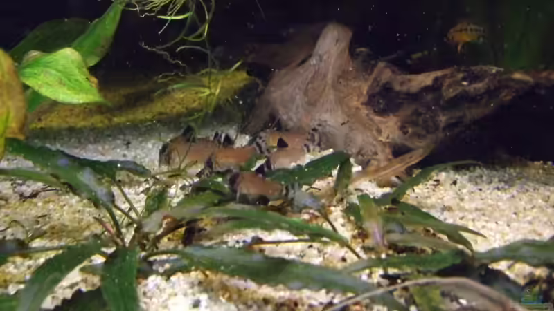 Aquarien mit Corydoras oiapoquensis (Einrichtungsbeispiele mit Oiapoque-Panzerwels)